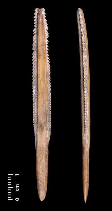 Stingray spine spear